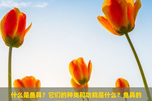 什么是鱼具？它们的种类和功能是什么？鱼具的奥秘与使用技巧