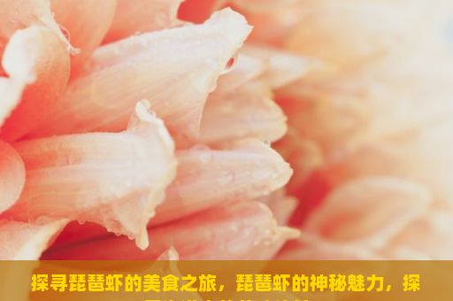 探寻琵琶虾的美食之旅，琵琶虾的神秘魅力，探索海洋中的美味佳肴