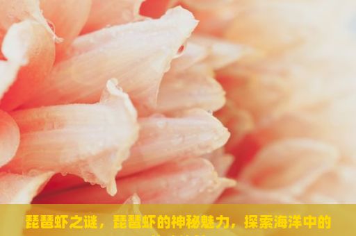 琵琶虾之谜，琵琶虾的神秘魅力，探索海洋中的美味佳肴