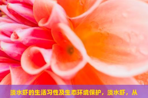 淡水虾的生活习性及生态环境保护，淡水虾，从池塘到餐桌的魅力