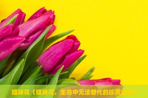 姐妹花（姐妹花，生命中无法替代的珍贵纽带）